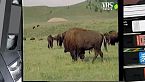 Bufali e bisonti di tutto il mondo