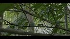 La selva