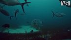 COSTA AFRICANA | La fauna più estrema dell’oceano – Documentario sugli animali