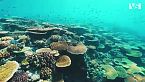 OCEANO PACIFICO | Predatori Supremi nell'Abisso Più Sconosciuto del Mondo - Documentario Animali