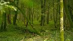 Los Secretos del Bosque | ¿Cómo Sobrevive la Fauna?