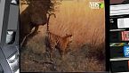 Il gatto, tigre da salotto - Piccoli mammiferi della notte