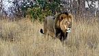 SAVANA AFRICANA | La Lotta per la Sopravvivenza Più Letale del Regno Animale - Documentario Animali