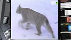 La lince nei boschi d'Europa - Il bue muschiato sui monti dell'Alaska