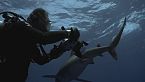Saving Sharks: Raising Awareness