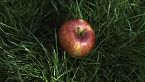 La manzana prohibida - ¿Qué es la gravedad? Newton, Einstein y la teoría del todo