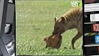 Lo sciacallo astuto predatore della savana