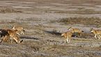 Megeti, La Loba Perdida de África | Lobos de Etiopía