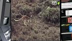 I marsupiali, gli antichi mammiferi australiani
