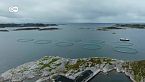 ¿Se puede salvar el salmón salvaje en Noruega?