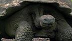 Galápagos Salvaje - En las Garras del Océano | Depredadores Del Océano