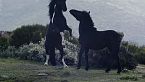 Pottokas salvajes - Equinos en libertad