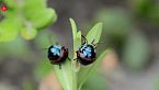 Insectos: Los más increíbles y extraños del reino animal
