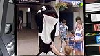 L'orca marina, dominatrice degli Oceani