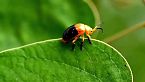 El Reino De Los INSECTOS: Las CRIATURAS Más Raras y BIZARRAS Del Planeta