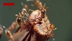 COLOMBIA: Los INSECTOS Más VENENOSOS Del Planeta