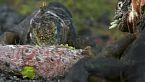 Galápagos salvaje - Atrapados en el paraíso - Evolución en vivo