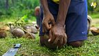 ¿Aceite de palma, narcotráfico y colonización en Honduras? Conoce la lucha del pueblo Garífuna
