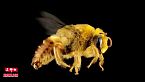 Insectos: Las abejas inteligencia pura