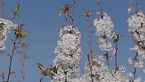 Jerte, vida salvaje en el valle de los cerezos - Naturaleza en esplendor
