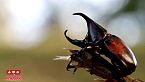 El reino de los insectos: Un desfile de belleza y biodiversidad