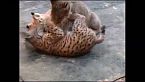 Hijos de Saliega - Salvando al felino más amenazado