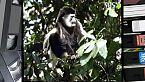 Il Colobo Guereza la scimmia acrobata delle foreste africane