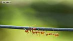 Insectos: Inteligencia increíble