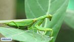 Mantis: Maestras del engaño