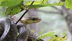 L'ORTO SCIENTIFICO e la sua biodiversità: TALPE, SERPENTI E RAPACI!