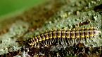 INSECTOS: Los Más Grandes y Espectaculares del Planeta