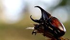 El Reino de los Insectos: Los Más Fuertes del Planeta