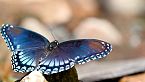 COLOMBIA: Insectos de Otro Mundo