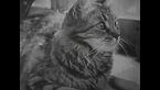La Vida Secreta de una Gata | Maternidad Felina