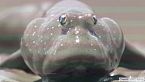 MUDSKIPPER - il pesce saltafango
