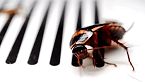 INSECTOS: Miniaturas del Terror