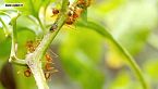 El Reino De Los INSECTOS: INTELIGENCIA Asombrosa