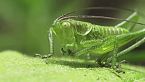 México: Insectos belleza y rareza sobrenatural