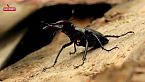 Nueva Guinea: Insectos sorprendentes y extraordinarios