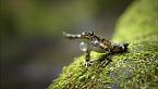 El pulso del bosque atlántico - Ecos de la selva atlántica