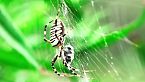 MITOS y VERDADES de los INSECTOS | El Documental que Cambiará tu Forma de Verlos