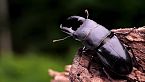 PATAGONIA: INSECTOS Que Parecen de Otro MUNDO/ Documental Episodio1