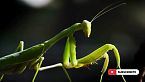KALAHARI: CRIATURAS Que Parecen de Otro Planeta | Documental Episodio 1