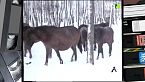 Cavallo selvatico e cinghiale