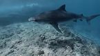 Hawai - La vita estrema dell’arcipelago più isolato del pianeta - Documentario sugli animali