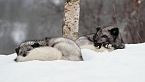 UN ANNO IN CANADA | Dal Buio Inverno al Risveglio del Regno Selvaggio – Documentario sugli Animali