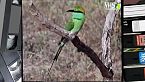 Campioni di bellazza: Gli uccelli dai mille colori
