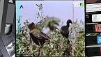I grandi uccelli dell'estuario
