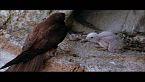 Nel regno di sardegna