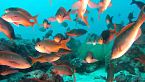 En busca de las Galápagos | Fauna Exótica